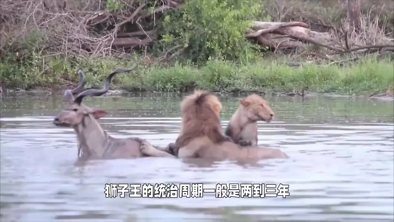 保卫者雄狮联盟国语版图片