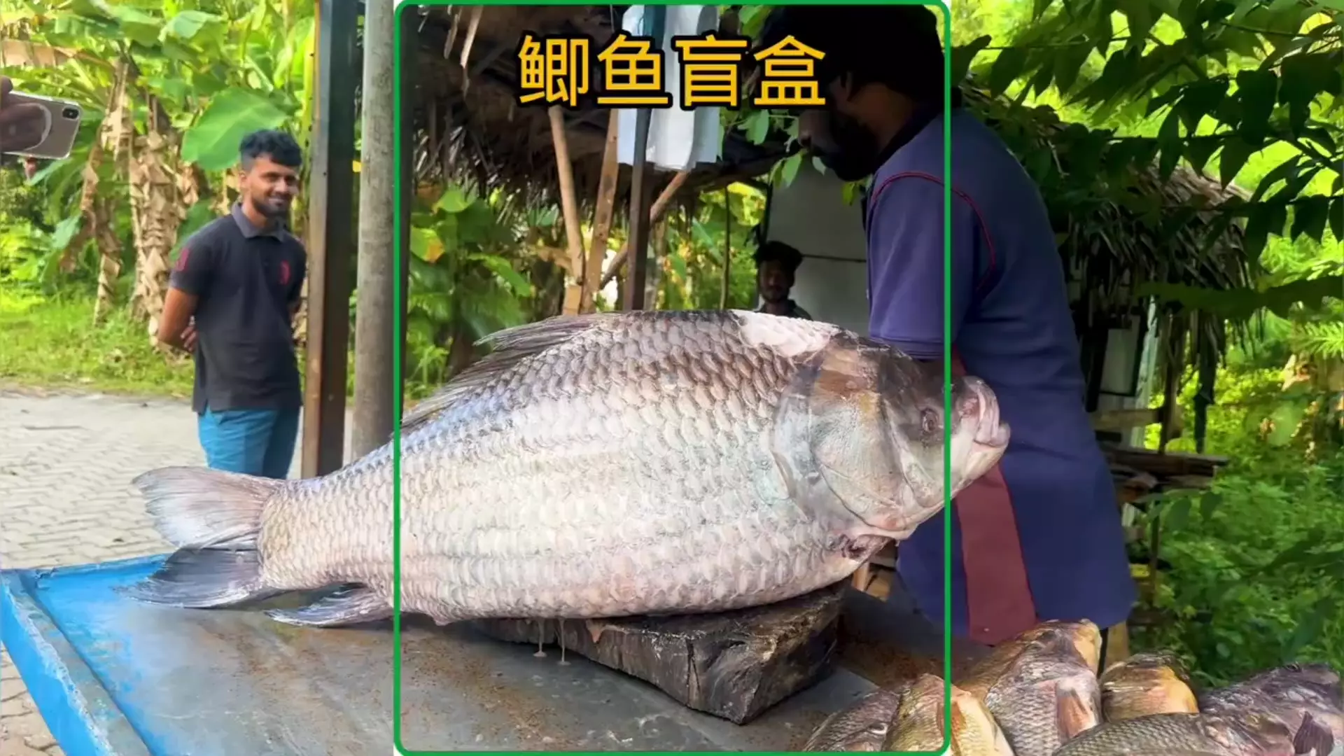 一条重达50斤的大鲫鱼,它的肚子中藏着价格连城的珠宝