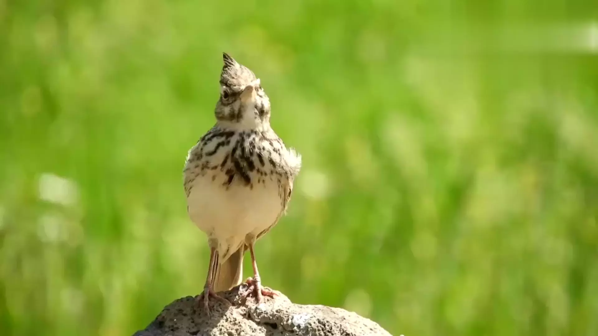 凤头百灵叫声图片