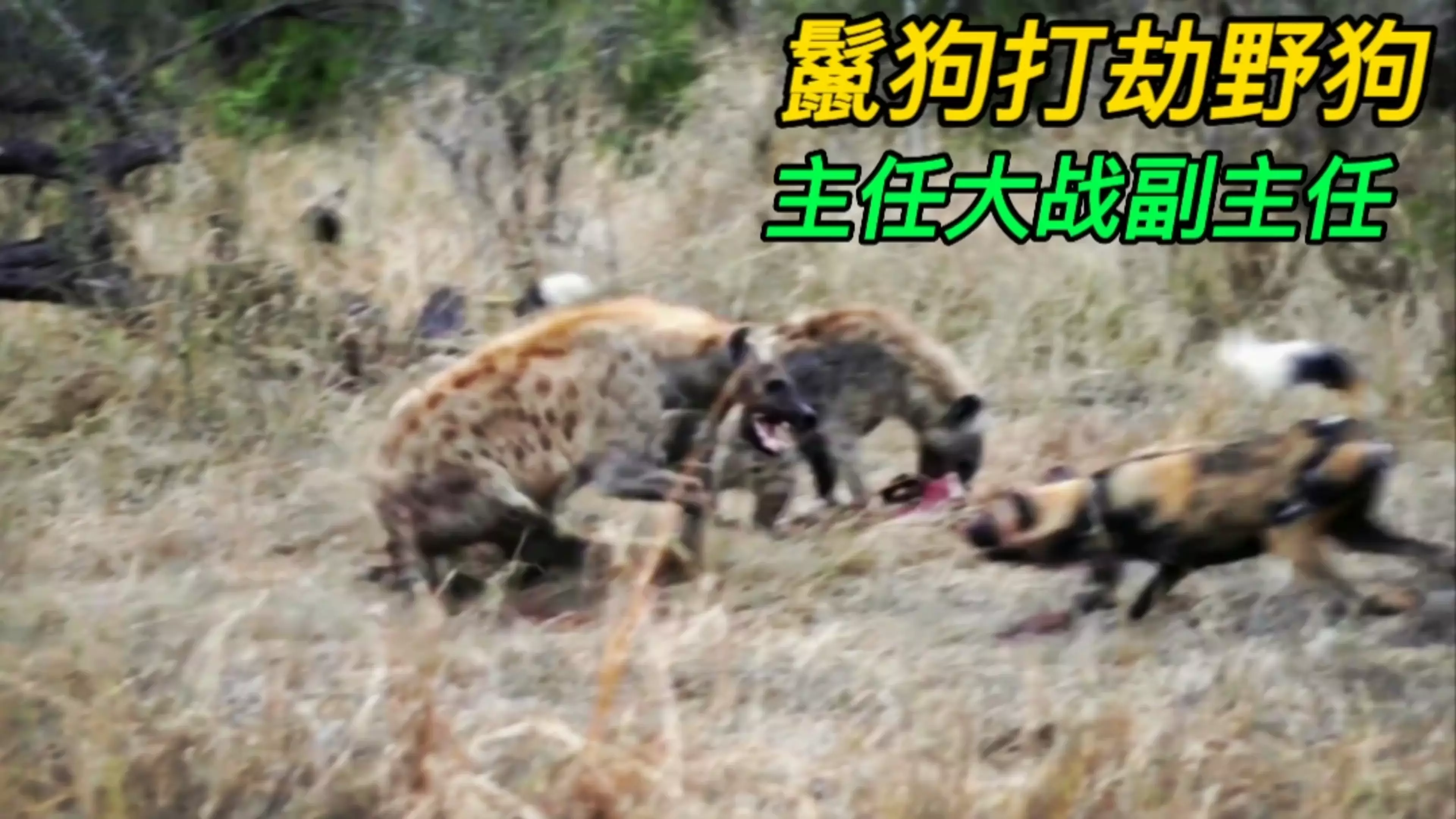两只鬣狗大战一群野狗,野狗数量多却不占优势,这就是实力的差距